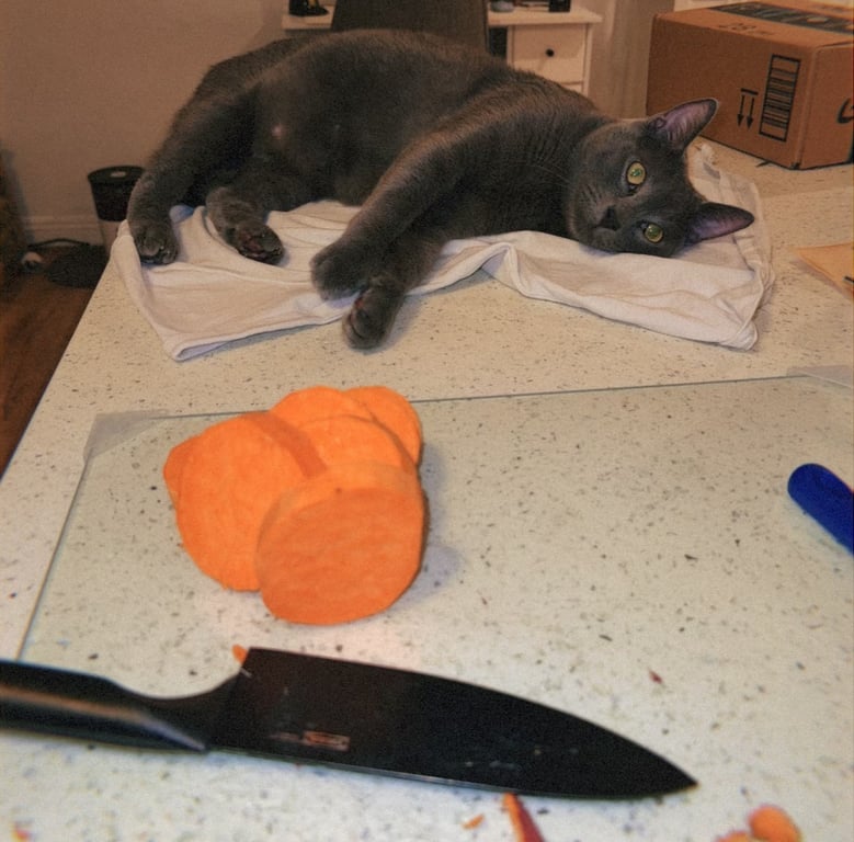 Is it okay for cats to be on the counter while you cook, given they stay away from your prep station?