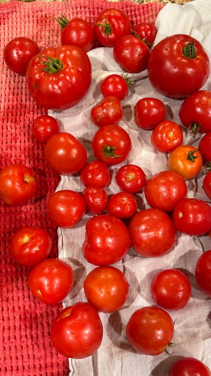 Help! What should I make with all these tomatoes from my garden??