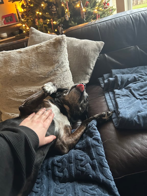 do you let your pets on the furniture?