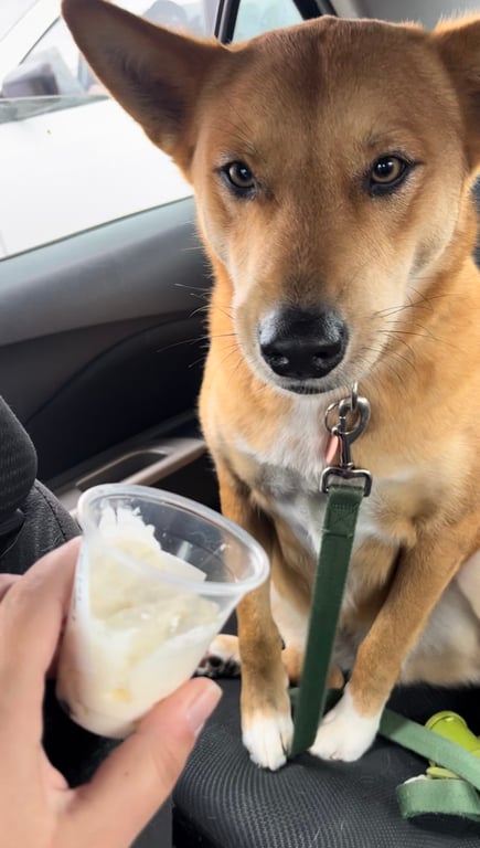 Do you ever spoil your dog with a pup cup?