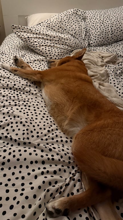 Do you think it’s “gross” to let your dog sleep in your bed?