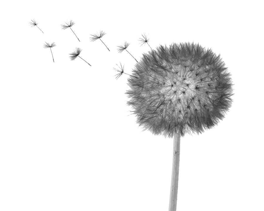 Grey picture of dandelion