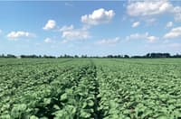 Sunflower seed NS-H-6045 — image 3