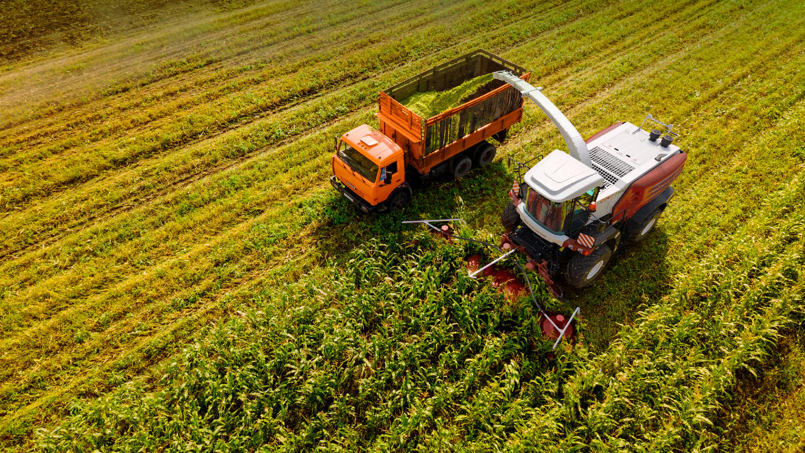 Forage harvester Rostselmash RSM F 1500