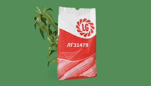 LG 31479 Silage Corn (FAO 440)