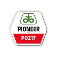 Кукурудза Pioneer P0217 AQ — зображення 2
