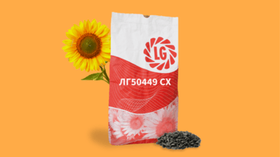 LG 50449 SX Sunflower