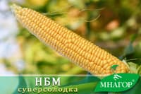 Sweet corn НБМ 2020 F1, mid-season — image 3