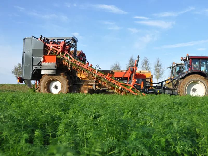 Beet harvester Dewulf GKIIS