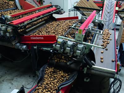 Potato grader Dewulf Flexible Grader
