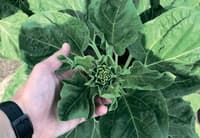 Sunflower seed NS H 6749 — image 2
