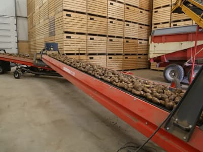 Potato conveyor Dewulf MC 80 Duo