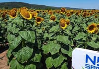 Насіння соняшника НС Оскар — зображення 2