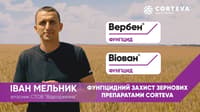 Вербен — сурет 11