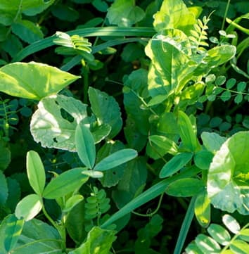Active Soil Кукурудза