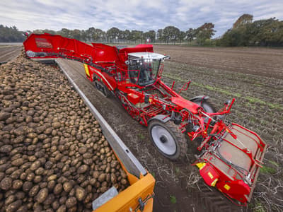 Potato harvester GRIMME VARITRON 470 TERRA TRAC