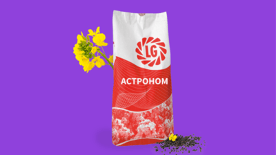LG Astronom Winter Rapeseed