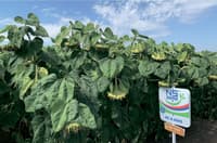Sunflower seed NS-H-6045 — image 2