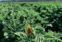 Sunflower seed NS H 8005 — image 2