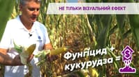 Аканто Плюс — зображення 5