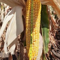 Maize hybrid "VN 6763" — image 2