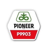 Гібрид кукурудзи Pioneer P9903 — зображення 2