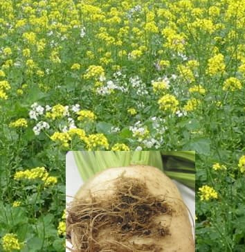 Active Soil Сахарная свекла