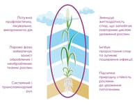 Вербен — сурет 4
