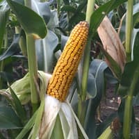 Гибрид кукурузы РАМ 1333 — изображение 2
