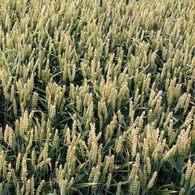 Пшениця озима Атлон