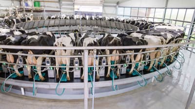 Parlor equipment GEA DairyRotor T8600