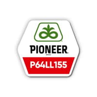 Соняшник Pioneer P64LL155 — зображення 2