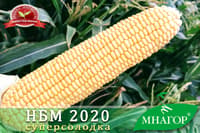Sweet corn НБМ 2020 F1, mid-season — image 4