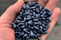 Sunflower seed NS H 1752 — image 3