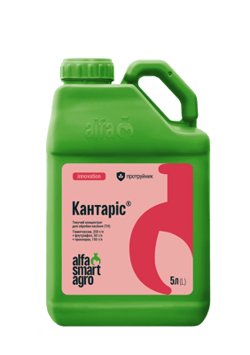 Kantaris