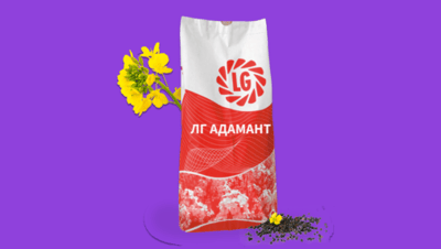 LG Adamant Winter Rapeseed