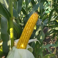Гибрид кукурузы РАМ 8149 — изображение 2