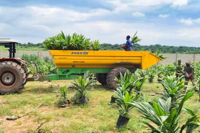 Tipping trailer JOSKIN TRANS-PALM