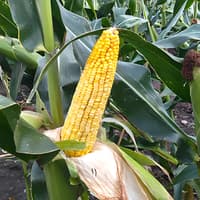 Maize hybrid PAM 1023 — image 2