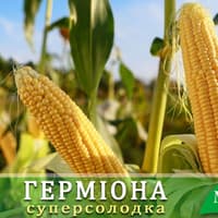 Super-sweet corn Hermione F1, early-maturing — image 4