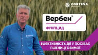Вербен — сурет 10