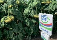 Sunflower seed NS H 1752 — image 2
