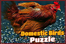 Domestic Birds Puzzle Logo