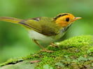 Birds Slide Logo
