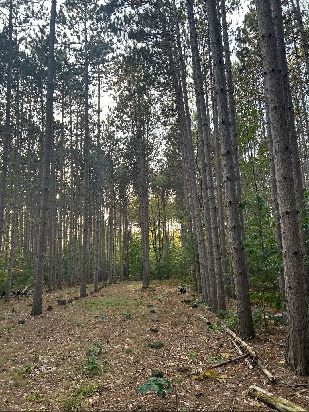 Hole 8 short tee 