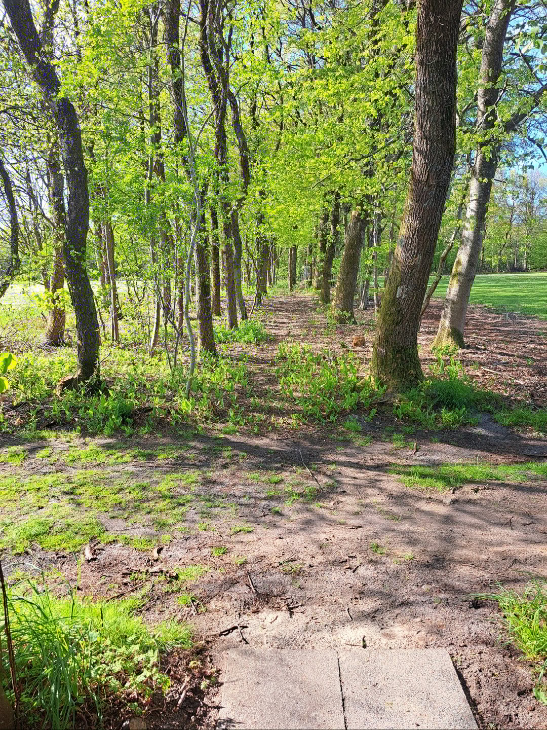 Tee to green. Laser hole 13.