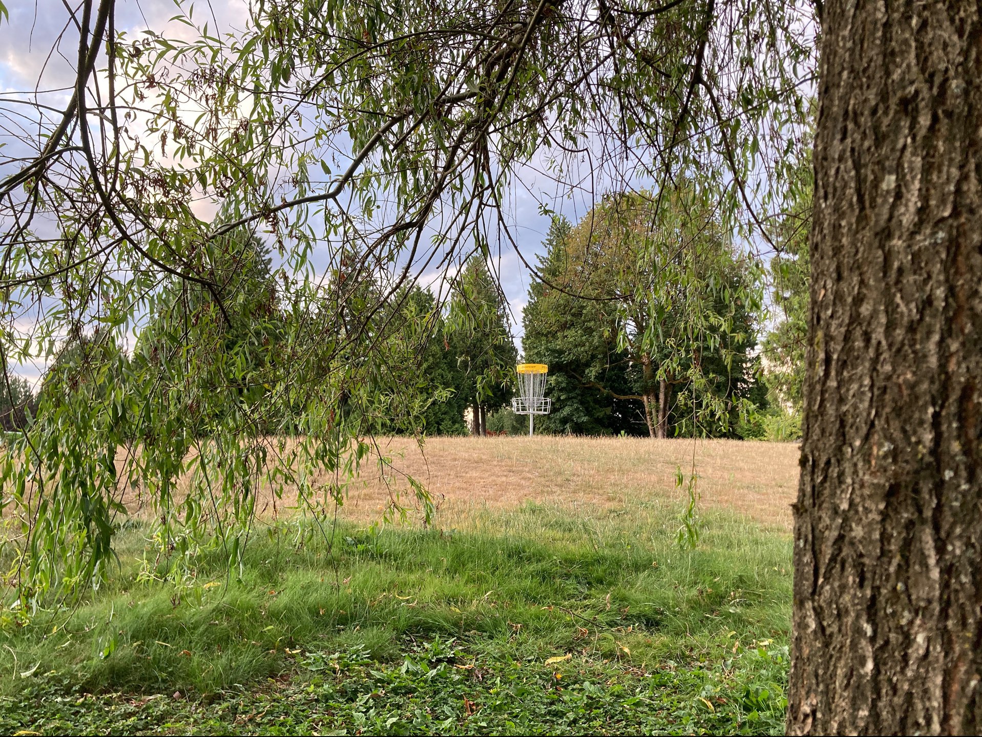 Under the willow. 