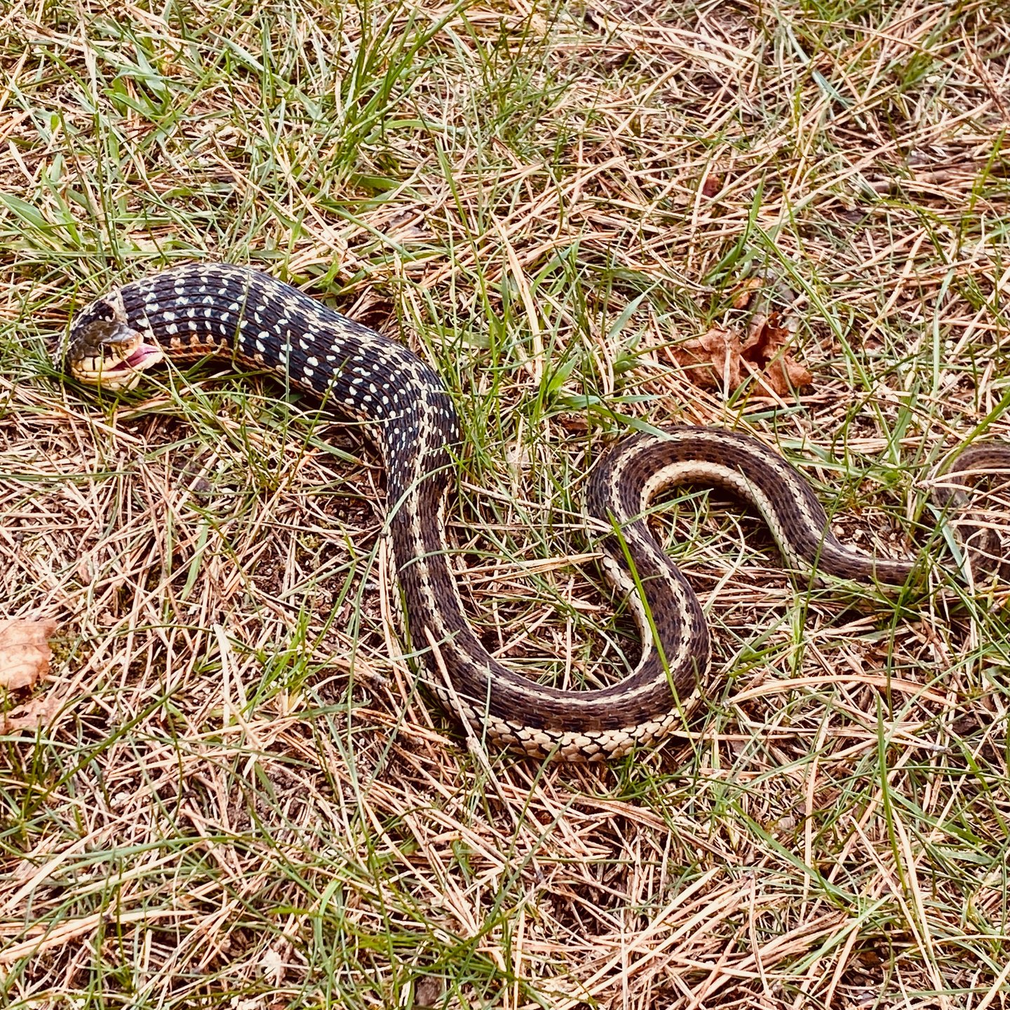 garter snake