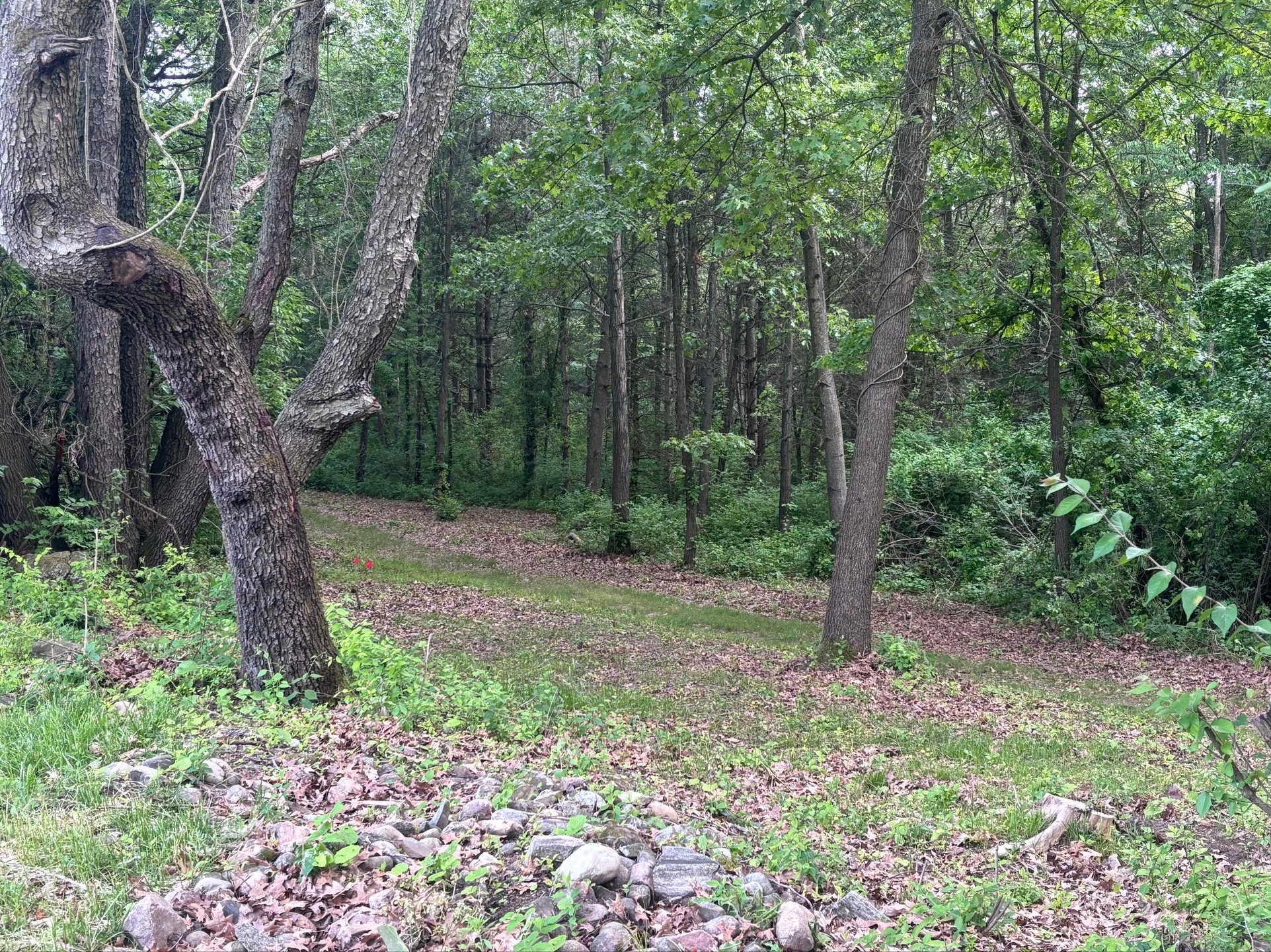 Looking back through the gap the gold, blue, and white tees have to traverse.