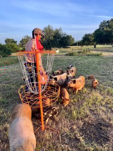 The pigs visiting a player at hole 2